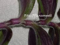 Tradescantia cerinthoides, Zimmerpflanze, Ampelpflanze Bayern - Stephanskirchen Vorschau