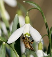 15 zeitige Schneeglöckchen Knollen Zwiebeln Frühblüher Biene Sachsen - Zittau Vorschau