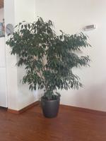 Zimmerpflanze Ficus Benjamina Blume Düsseldorf - Hellerhof Vorschau