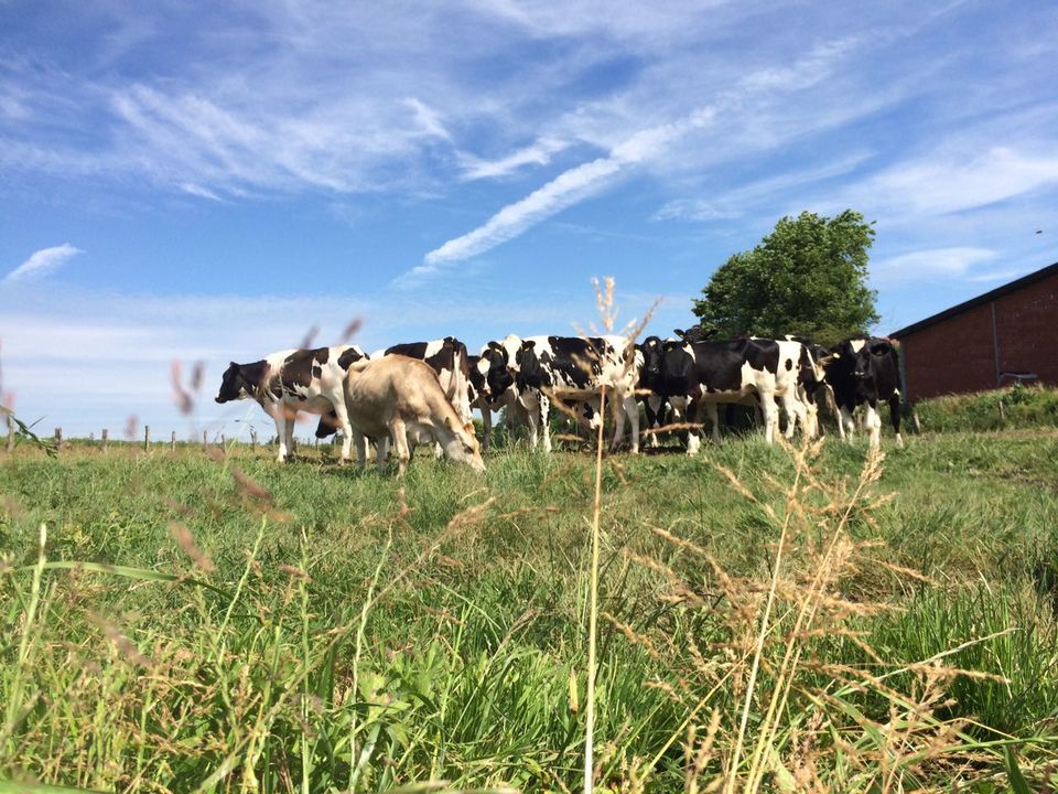 Acker Grünland Wald Forst in Weeze