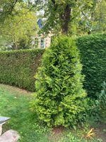 2x verschiedene Lebensbäume (Thujas) solitär gewachsen im Garten Bonn - Bad Godesberg Vorschau