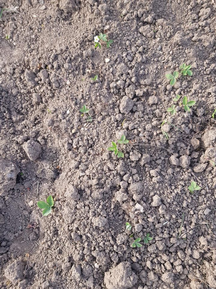 5 Erdbeerpflanzen / Walderdbeeren aus Bio Garten in Leipzig