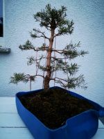 Waldkiefer Bonsai Sachsen-Anhalt - Dessau-Roßlau Vorschau