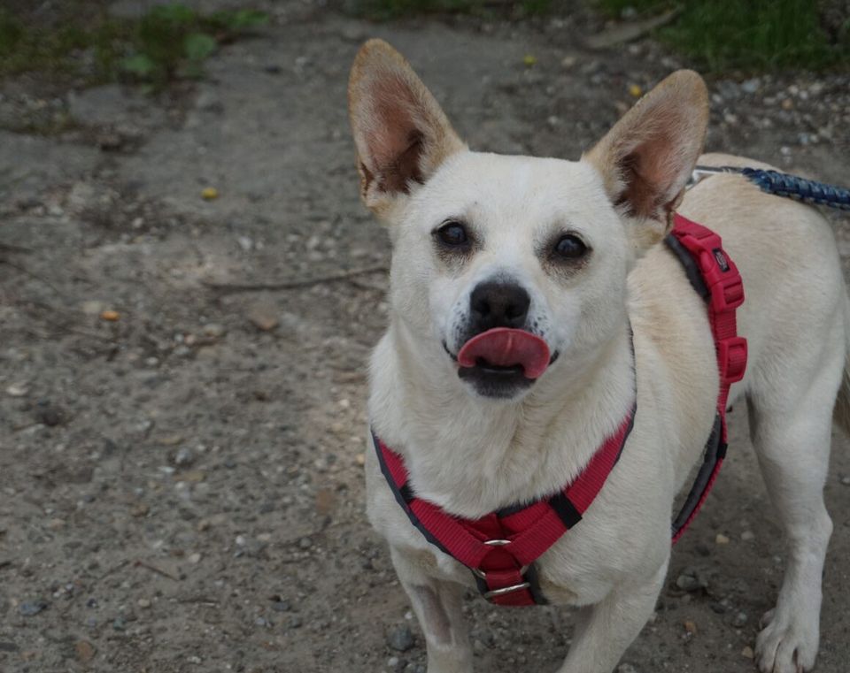 Smiley sucht sein eigenes Körbchen in Westoverledingen