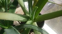 Special Angebot Aloe Vera Barbadensis Miller Pflanze 45cm 4Jahre Bayern - Dirlewang Vorschau