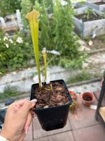Fleischfressende Pflanzen Sarracenia Moorei Brooks Hybride Baden-Württemberg - Freiburg im Breisgau Vorschau