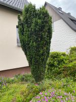 Gepflegte Eibe Taxus baccata Bayern - Alzenau Vorschau