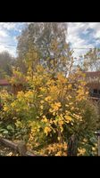 Verkaufe zwei “Ginkgo biloba“ - Fächerblattbaum,Solitärbaum Thüringen - Großenstein Vorschau