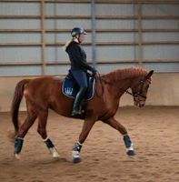 Reitbeteiligung (Reiterin sucht Pferd) Wandsbek - Hamburg Rahlstedt Vorschau