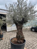 Aktion: Großer knochiger Olivenbaum ca. 150Jahre Baden-Württemberg - Wimsheim Vorschau
