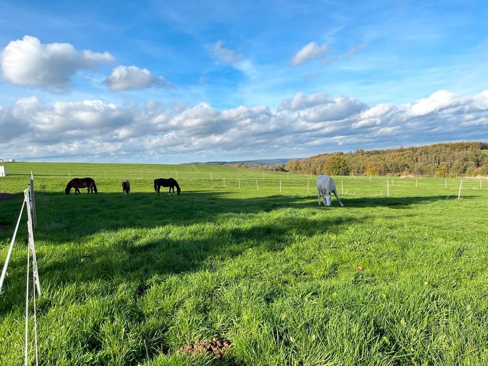 Offenstall / Einstellplatz Pferd in Kommen