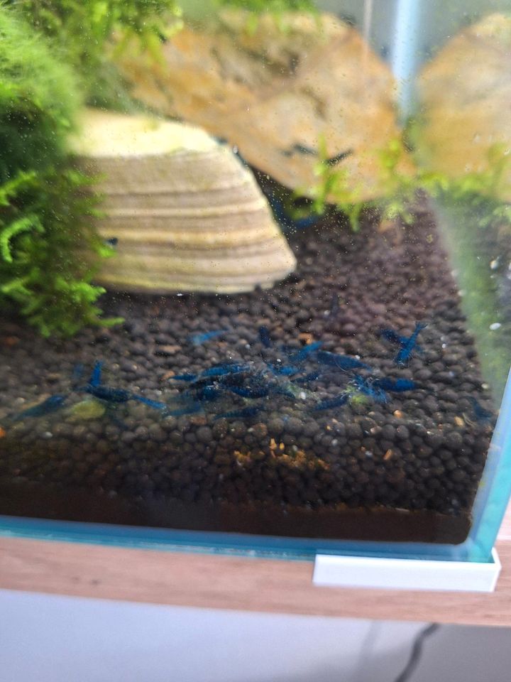 Caridina davidi Blue dream in Metzingen