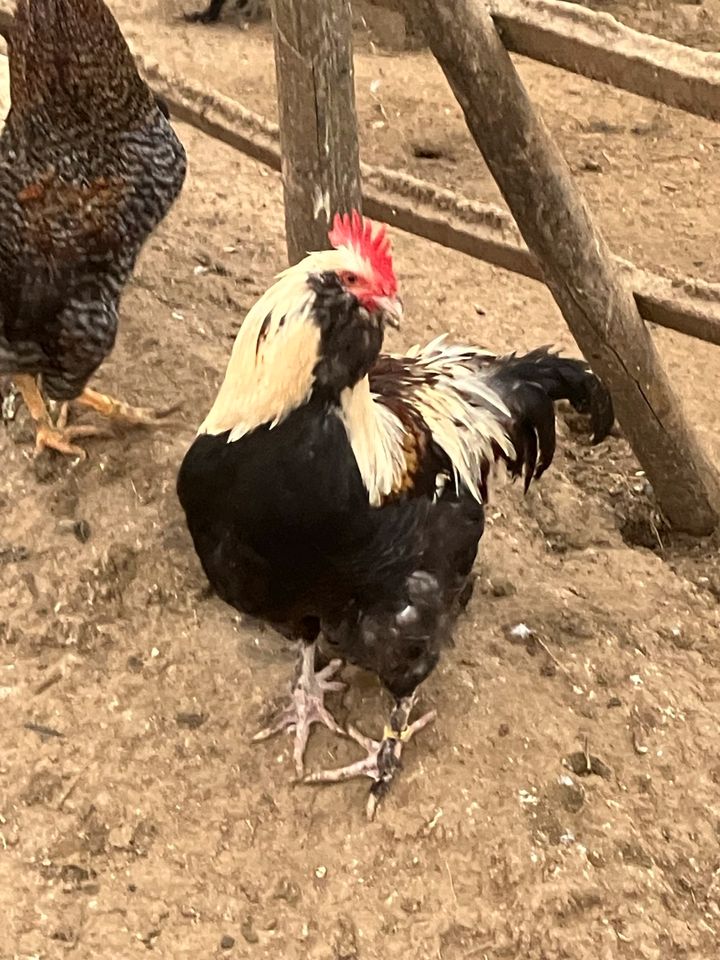 Lachshuhn Küken in Oberkirch