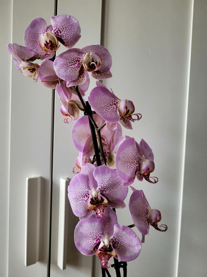 Orchidee Phalaenopsis in Berlin