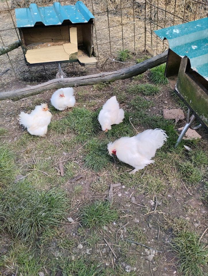 Siamesische Zwergseidenhühner in Römhild