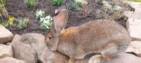 Rammler Deutsche Riesen wildfarben vom Züchter /Kaninchen Sachsen - Eilenburg Vorschau