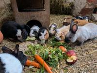 Meerschweinchen  / Zwerg Kaninchen suchen ein Zuhause Sachsen-Anhalt - Leitzkau Vorschau