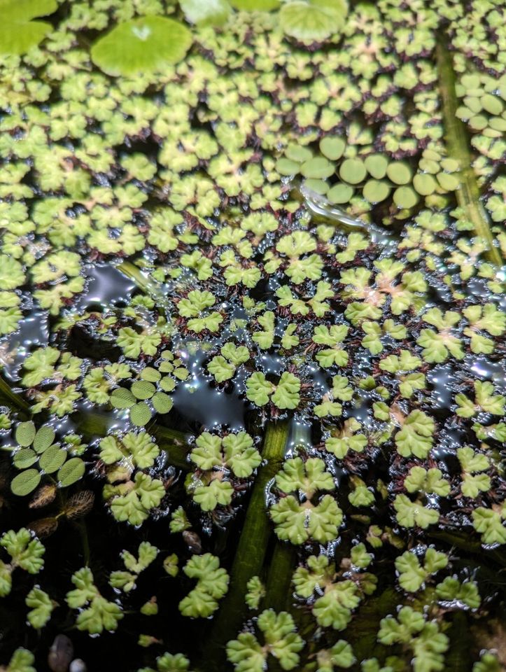 Schwimmlebermoos - Ricciocarpos natans - Rarität Aquariumpflanze in Marienheide