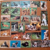 Postkarten Hunde Gordon Irish Setter Jack Russel Terrier Spaniel Brandenburg - Rangsdorf Vorschau
