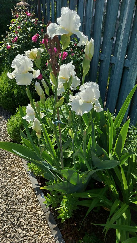 2x große Schwertlilie / Bart-Iris Brides Blush - weiß in Rohrbach (Pfalz)