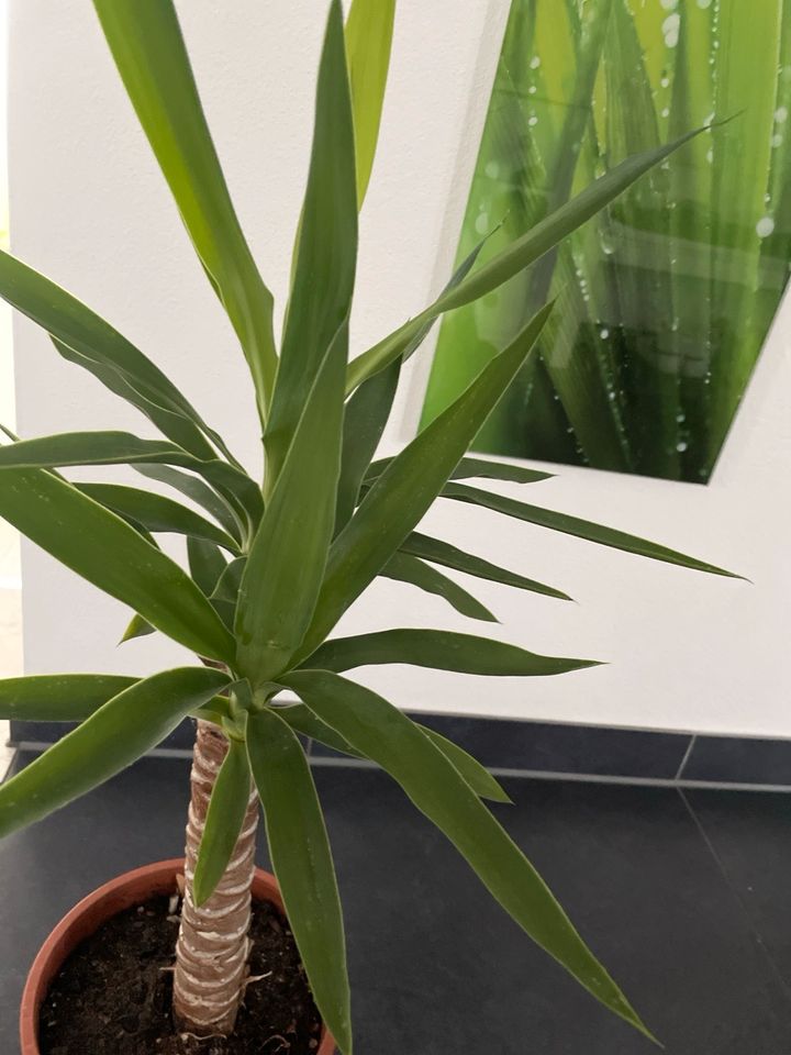 Yucca Palmen ab 12€ in Meitingen