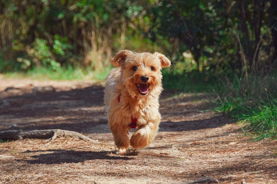 Wuff-Ausgang in Wittstock - Stadt in Wittstock/Dosse