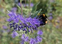 Bartblumen abzugeben Baden-Württemberg - Müllheim Vorschau