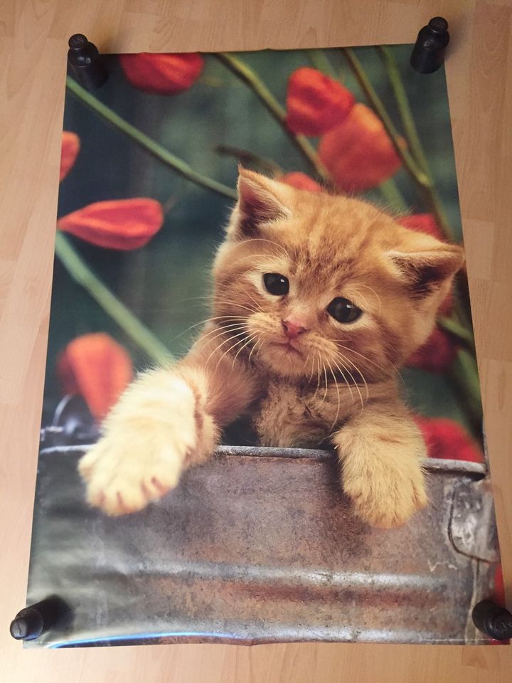 Neues Poster, Wandbild, Katzenphoto 68 x 99 cm in Freiburg im Breisgau