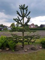 Wunderschöner Affenbaum ca. 3 m Altona - Hamburg Lurup Vorschau