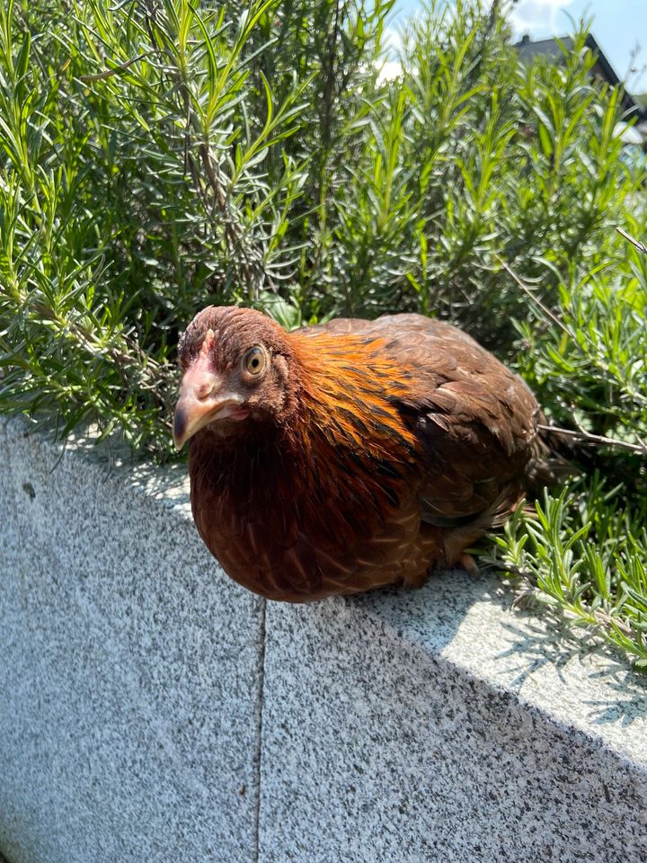 Zwerg Bielefelder Kennhühner| Hühner kaufen| Junghennen in Rietberg