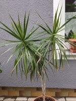 Schöner Drachenbaum Dracaena Marginata 3stämmig. inkl. Topf 1,62m Bayern - Scheyern Vorschau