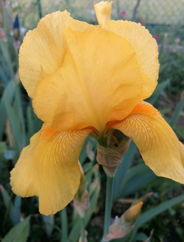 Schwertlilien Iris Stauden Insektenmagnet in Wegendorf (Altlandsberg)