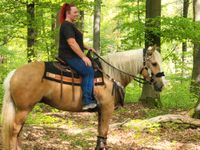 Palomino-Stute-Freizeitpferd Rheinland-Pfalz - Urbach Westerw Vorschau