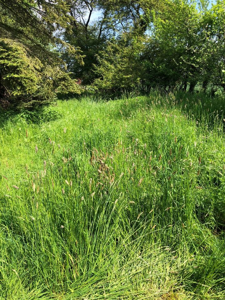 Gartenarbeit Gartenpflege Rasen mähen Rasenmäher in Rheda-Wiedenbrück