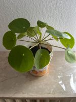 Pilea,  Chinesischen Glückbaum, Ufopflanze Frankfurt am Main - Ginnheim Vorschau