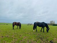 Reiter sucht Pferd: Reitbeteiligung für Mutter&Tochter Bayern - Bischberg Vorschau