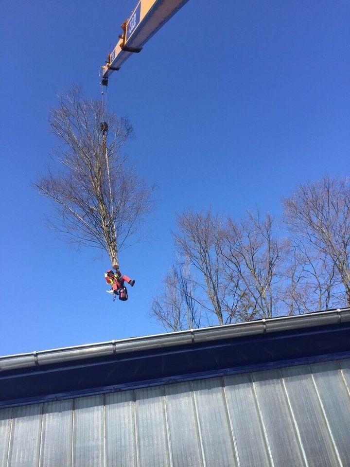 Baumfällung, Stubbenfräsen, Häcksel arbeiten, Holzspalten in Pirna