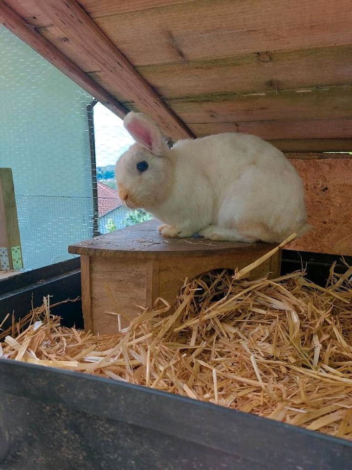 Kaninchen abzugeben in Wissen