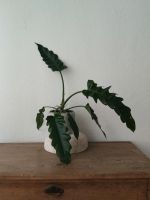 Philodendron Pflanze Zimmerpflanze Blumentopf Steinoptik Beton Dortmund - Hörde Vorschau