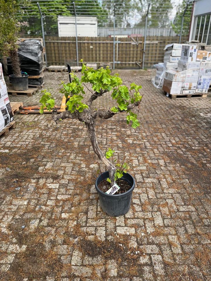 NEU! Weinrebe, inkl. Kübel, Planze, Outdoor, Obstbaum in Bremen