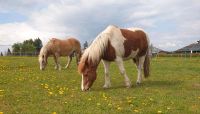 Pony's suchen neues Zuhause! Haflinger Isländer Mix Beisteller Niedersachsen - Wrestedt Vorschau