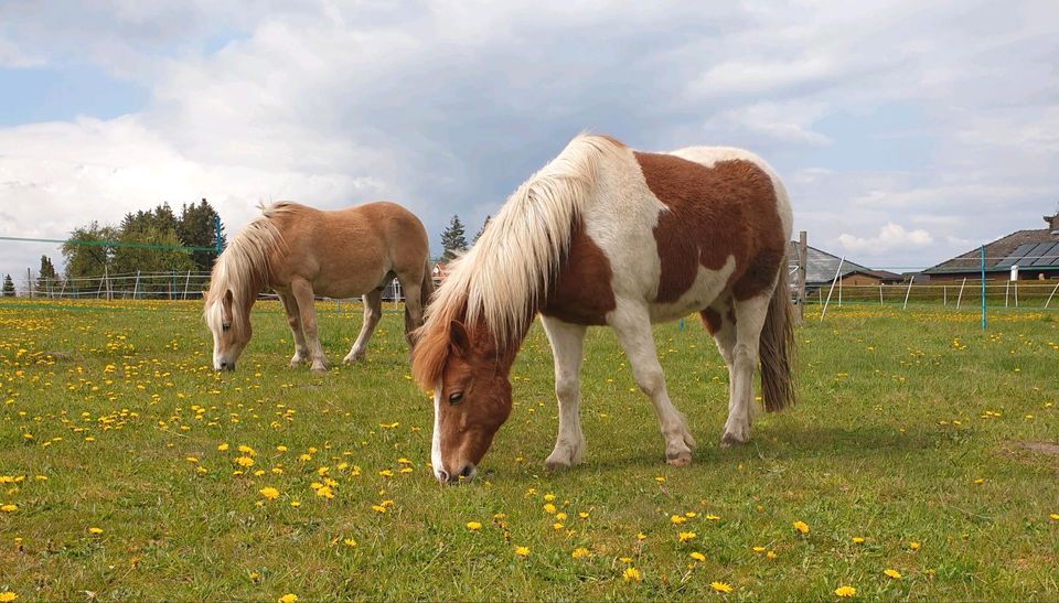 Pony's suchen neues Zuhause! Haflinger Isländer Mix Beisteller in Wrestedt