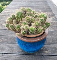 Kaktus/Kakteen Echinopsis tubiflora (mind. 50 Stück im Topf) Bayern - Beilngries Vorschau