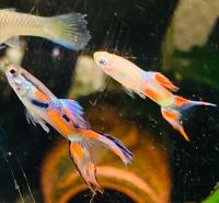 Endler Guppies abzugeben Schleswig-Holstein - Tremsbüttel Vorschau