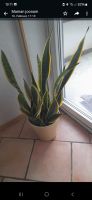 Sansevieria trifasciata Laurentti Zimmerpflanze Nordrhein-Westfalen - Mülheim (Ruhr) Vorschau