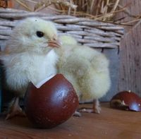 Küken französische Marans rein weiß Nordwestmecklenburg - Landkreis - Schönberg (Mecklenburg) Vorschau