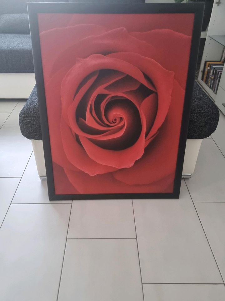 Wandbild Rose in Magdeburg