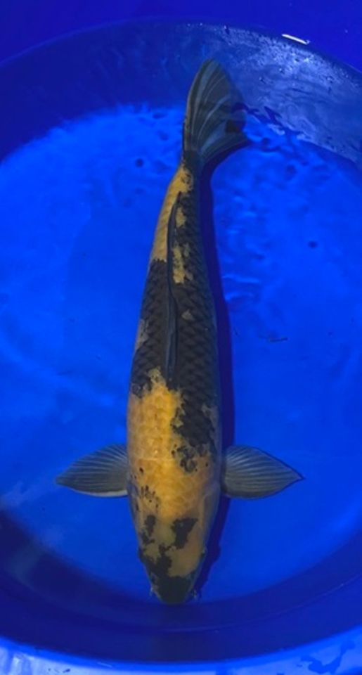 XXL Goldfische 20 bis 30 cm jetzt bei Oldenburg - Koi in Edewecht