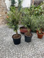 2x Olivenbaum Olea 15 Jahre ca 150cm+ Versand möglich Baden-Württemberg - Ludwigsburg Vorschau
