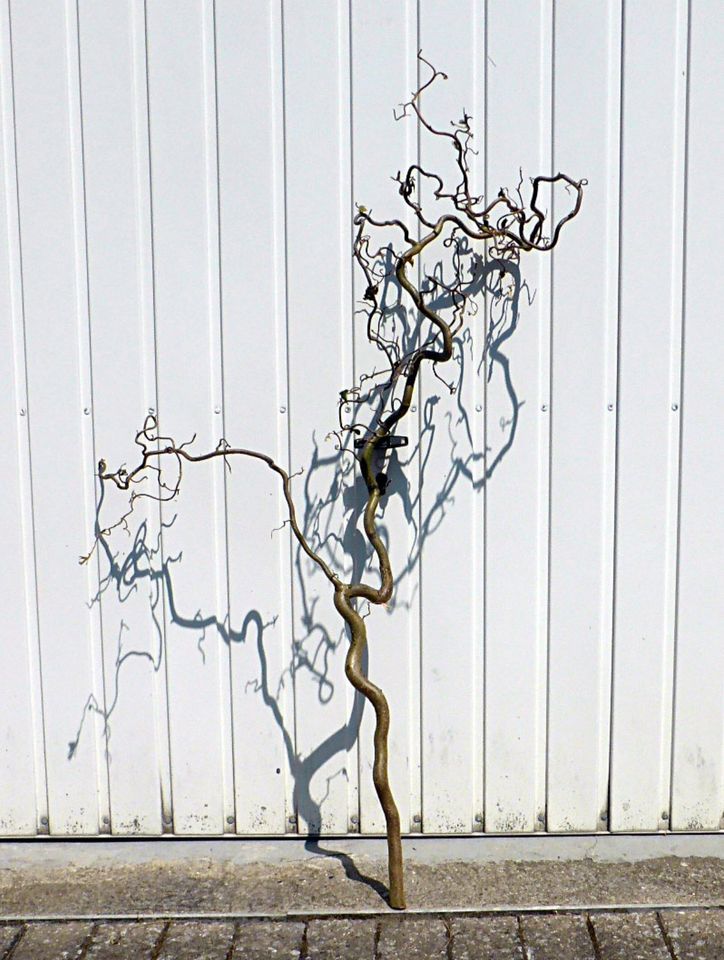 wild gewachsene Korkenzieher-Äste, Haselnuss-Zweige für Frühlings in Wedel